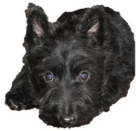 logo image